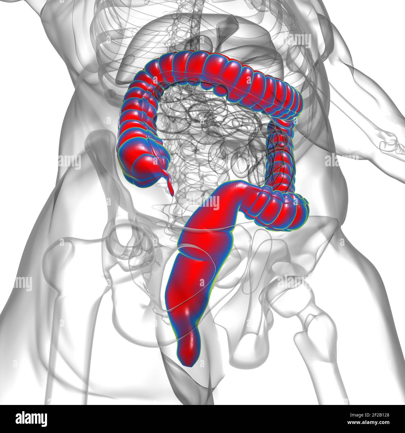 Illustrazione 3D dell'intestino crasso sistema digestivo umano Anatomia per concetto medico Foto Stock