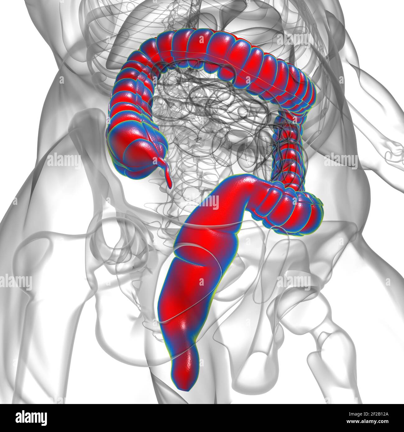 Illustrazione 3D dell'intestino crasso sistema digestivo umano Anatomia per concetto medico Foto Stock