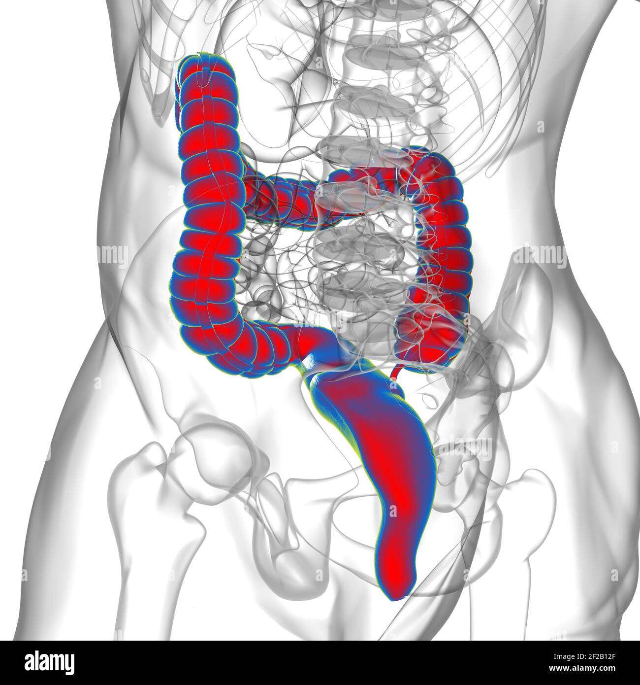 Illustrazione 3D dell'intestino crasso sistema digestivo umano Anatomia per concetto medico Foto Stock
