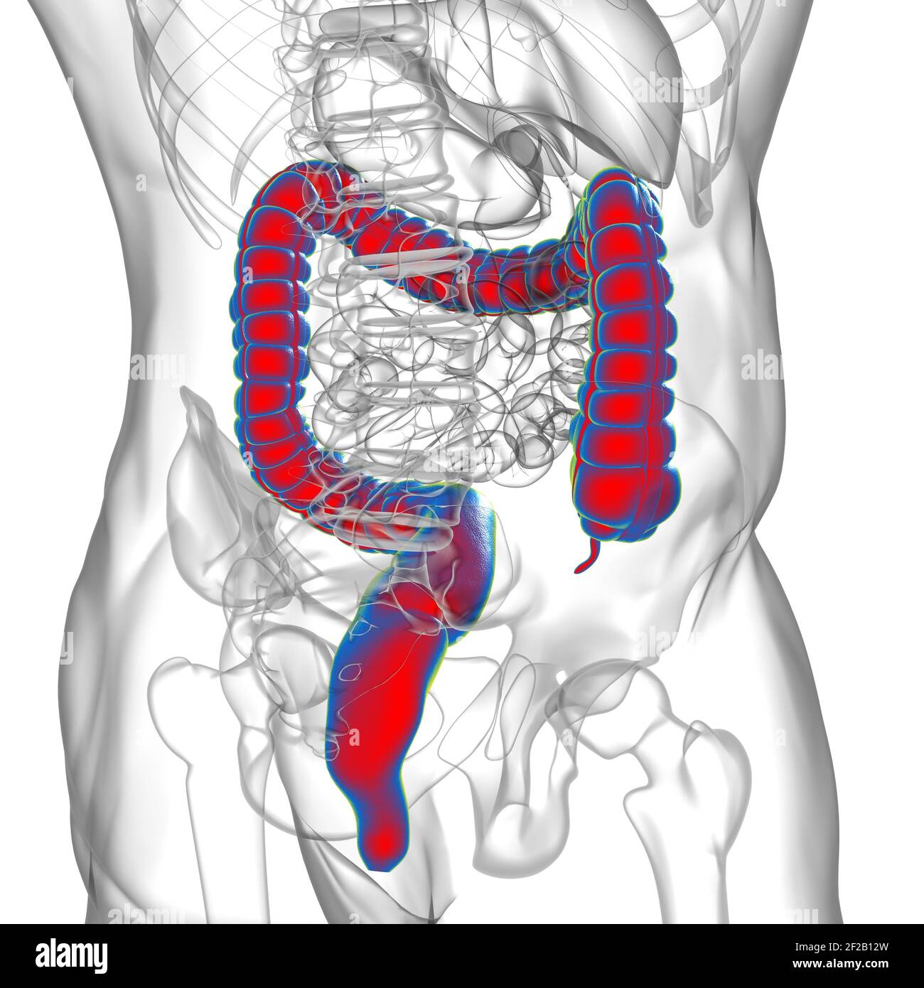 Illustrazione 3D dell'intestino crasso sistema digestivo umano Anatomia per concetto medico Foto Stock