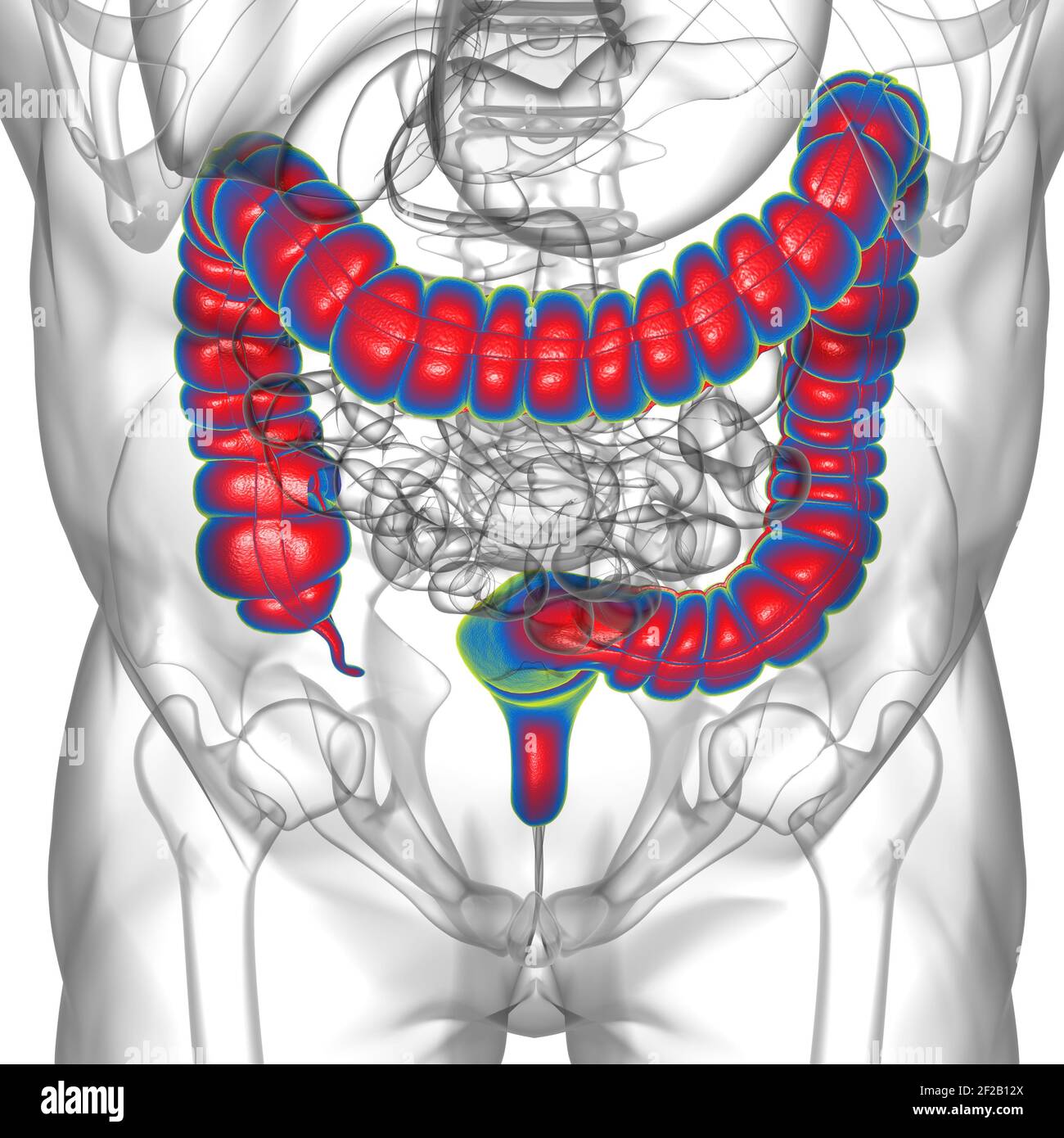 Illustrazione 3D dell'intestino crasso sistema digestivo umano Anatomia per concetto medico Foto Stock