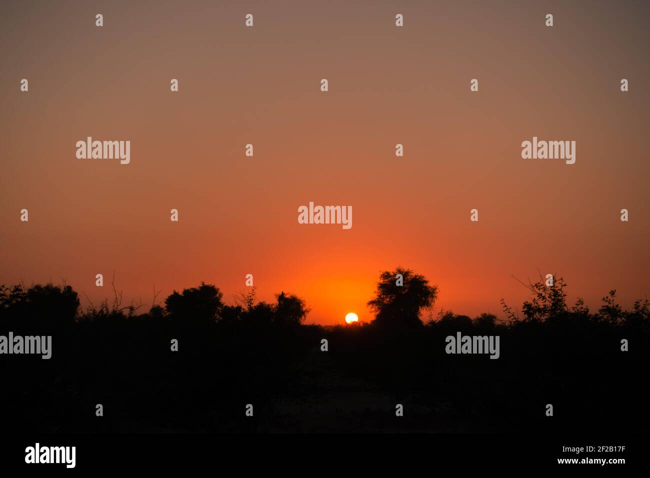 Bella silhouette degli alberi e delle piante in primo piano durante il tramonto. Foto Stock