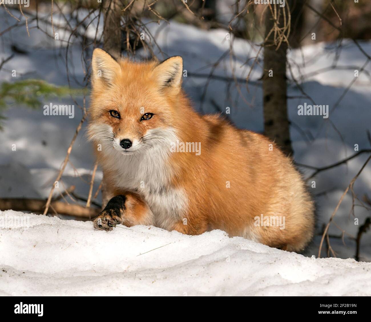 Volpe rossa primo piano guardando la fotocamera nella stagione invernale nel suo ambiente e habitat con neve e rami di sfondo. Immagine FOX. Immagine. Verticale Foto Stock