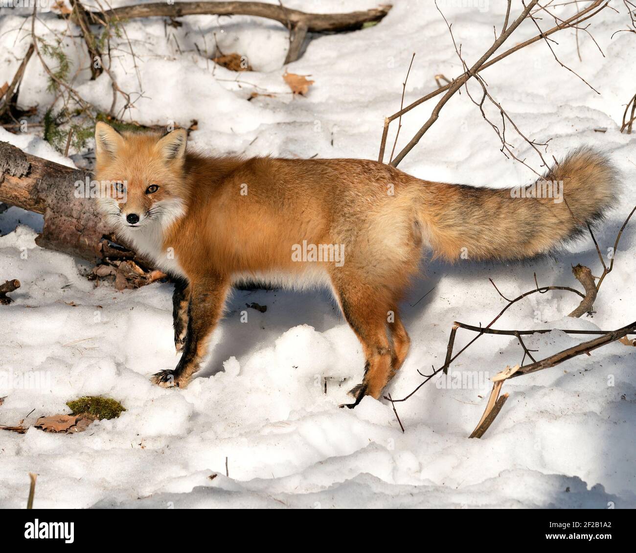 Volpe rossa guardando la macchina fotografica nella stagione invernale nel suo ambiente con neve e rami sfondo, mostrando la coda di volpe, pelliccia. Immagine FOX. Foto. Foto Stock