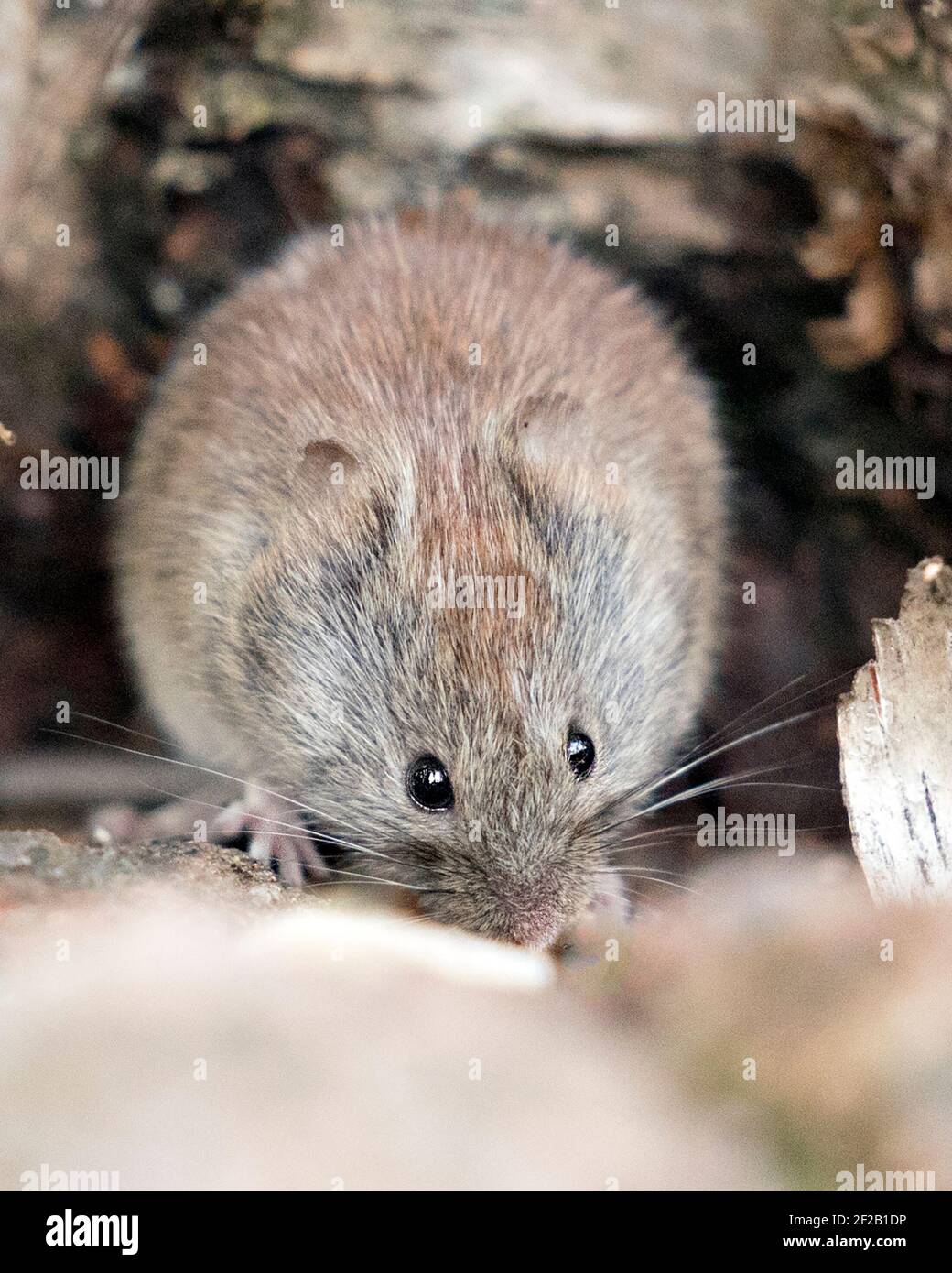 Vista del profilo in primo piano del mouse nella foresta mangiare e guardare la fotocamera nel suo ambiente e habitat con uno sfondo sfocato. Immagine. Immagine. Verticale Foto Stock