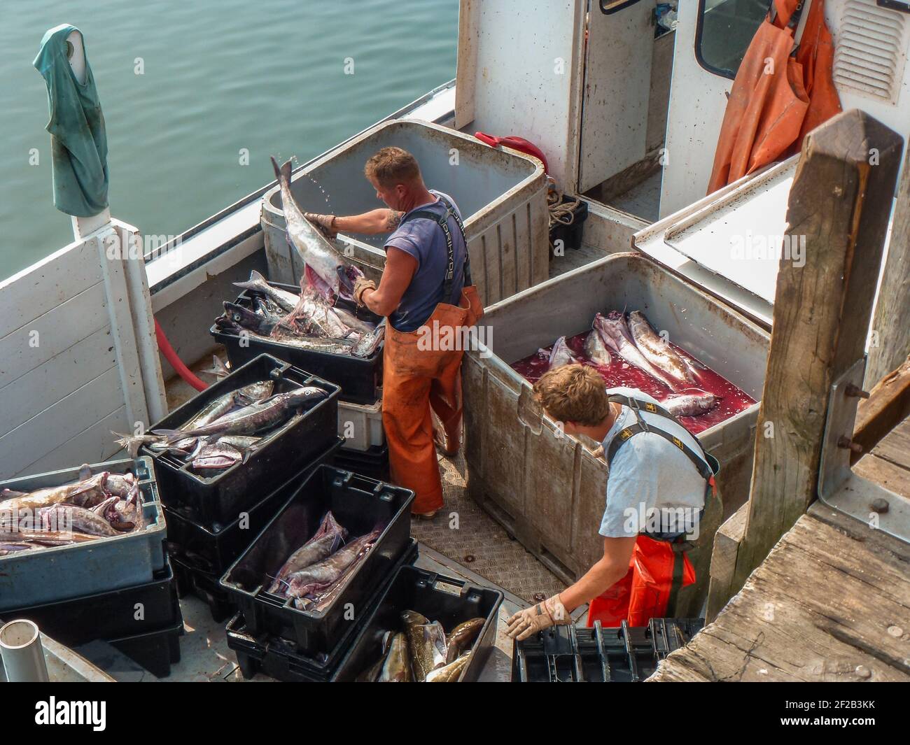 Capo Porpoise, ME, US-15 luglio 2012: Pescatore che scarica cattura al molo dopo la pesca nell'oceano Atlantico. Foto Stock