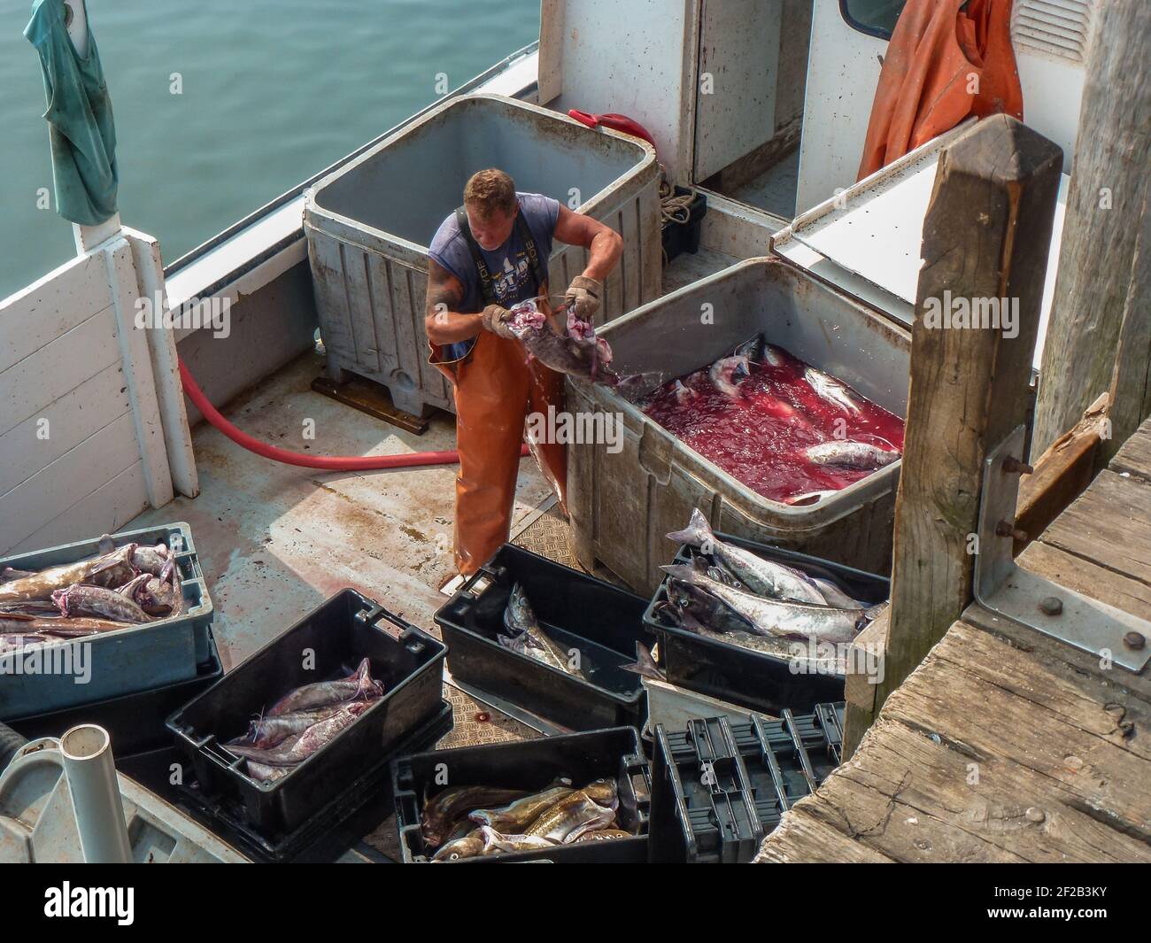 Capo Porpoise, ME, US-15 luglio 2012: Pescatore che scarica cattura al molo dopo la pesca nell'oceano Atlantico. Foto Stock