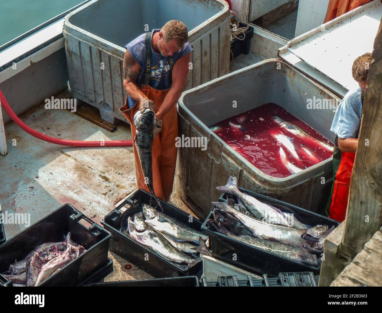 Capo Porpoise, ME, US-15 luglio 2012: Pescatore che scarica cattura al molo dopo la pesca nell'oceano Atlantico. Foto Stock