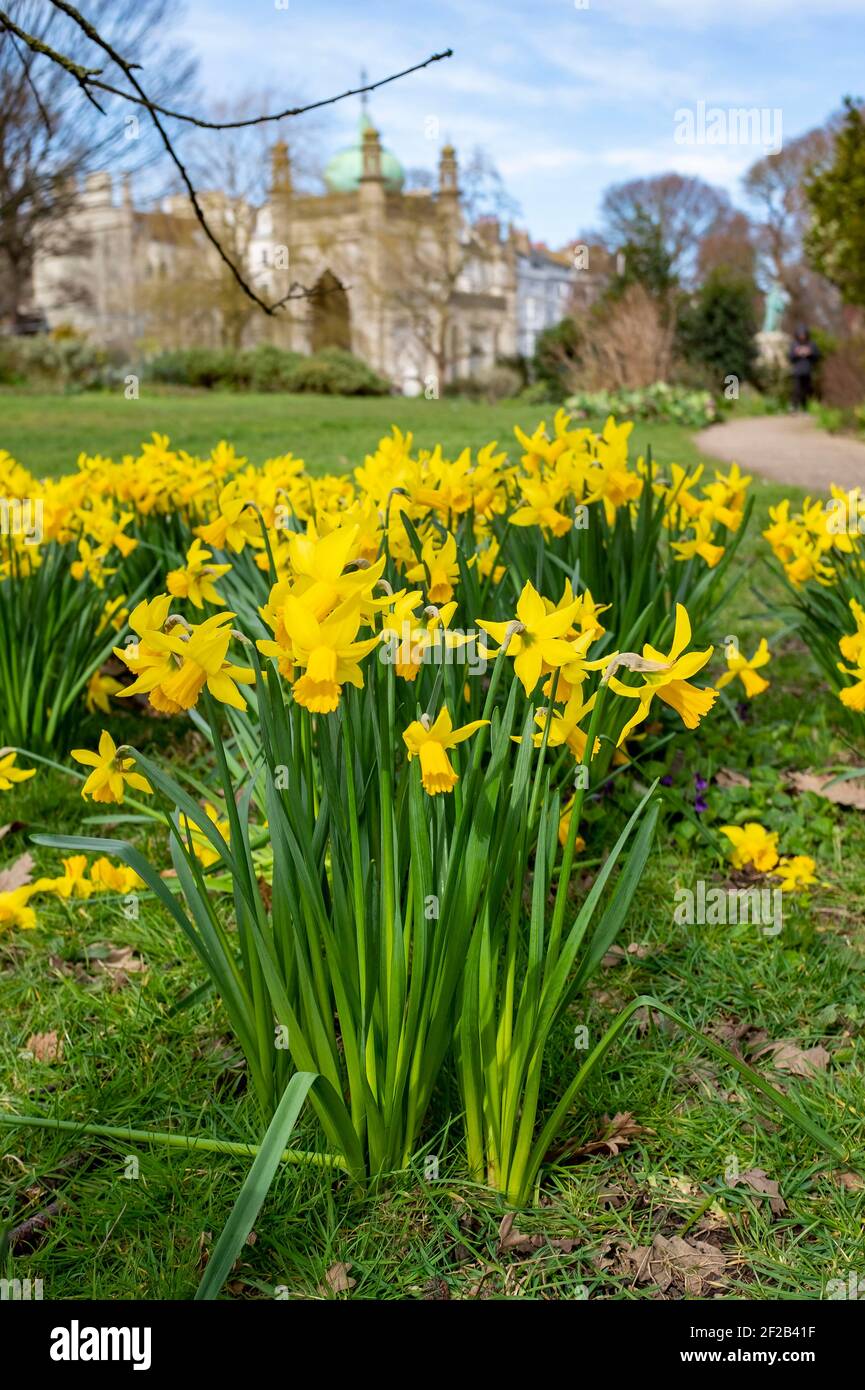 Brighton UK 11 marzo 2021 - Daffodils in fiore in Pavilion Gardens Brighton come tempesta batte la costa meridionale oggi : Credit Simon Dack / Alamy Live News Foto Stock