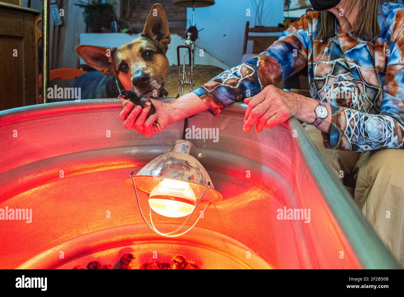 Una donna tiene un cazzo di tre giorni sopra la lampadina a infrarossi e la brodcia, come un cane da pastore tedesco (Canis lupus familiaris) guarda sopra con interesse. Foto Stock