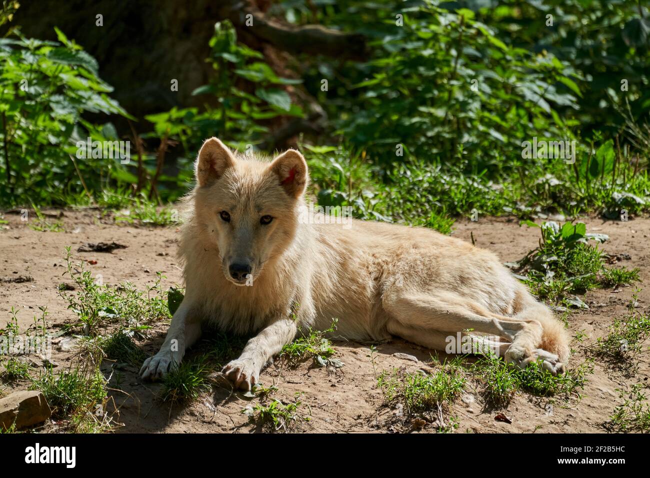 Grande e bianco Hudson Bay Wolf, vive in Artic e sulla costa nord-occidentale di Hudson Bay in Canada, Nord America. Canis lupus hudsonicus, mentendo Foto Stock