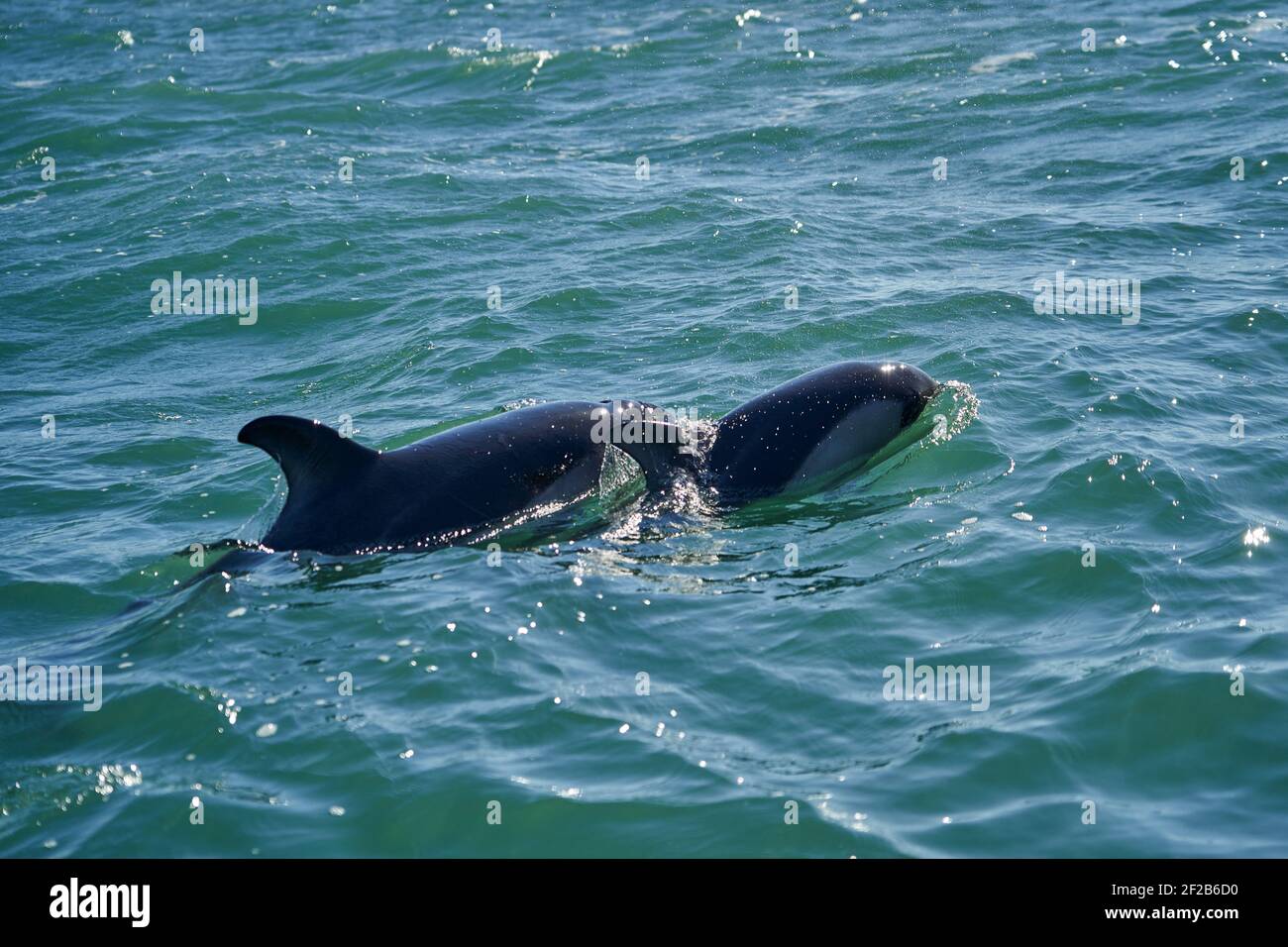 Lagenorhynchus australis, Delfini di Peale nuotare nelle acque turchesi dell'oceano atlantico alla costa della patagonia in argentina, mostra del Foto Stock