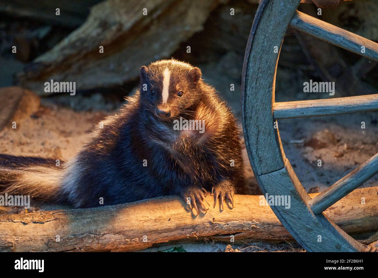 Mefitidae, skunk a righe in un casale vicino a una vecchia ruota di un carro Foto Stock