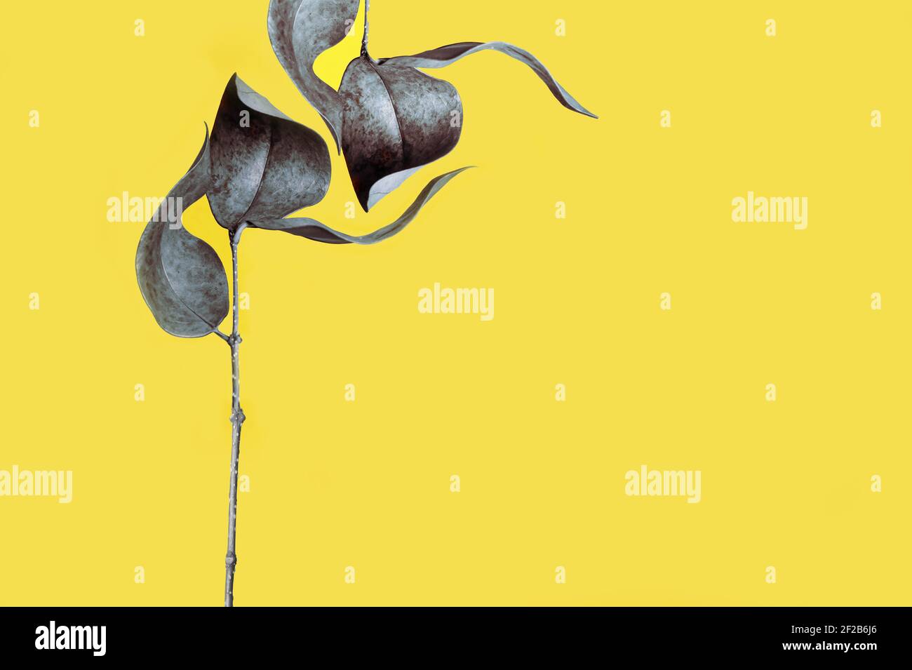 Foglia primo piano in colore giallo-grigio 2021, natura luminosa come sfondo per il design Foto Stock