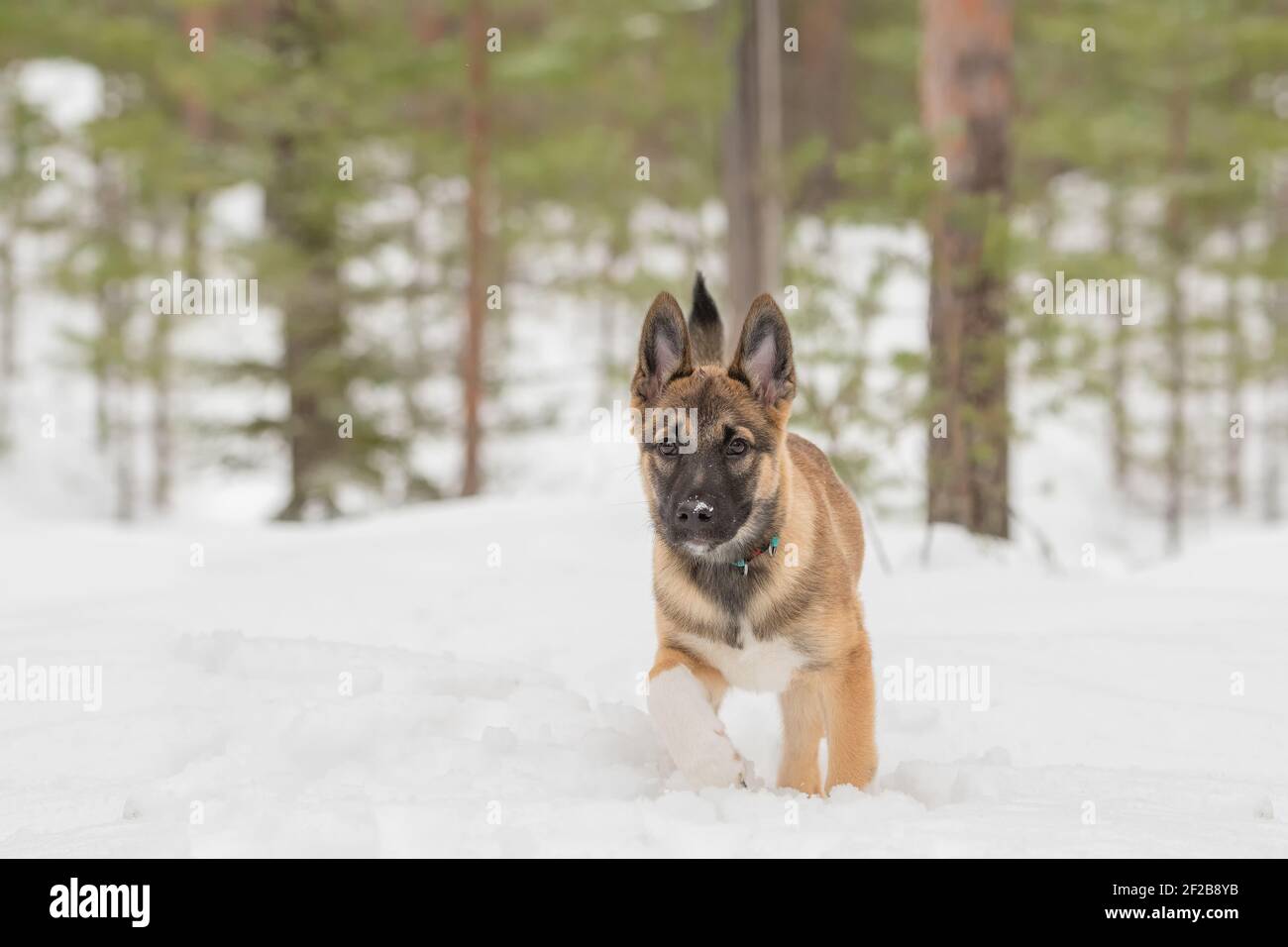 Un cucciolo di Laika siberiano orientale che cammina su un prato innevato Foto Stock