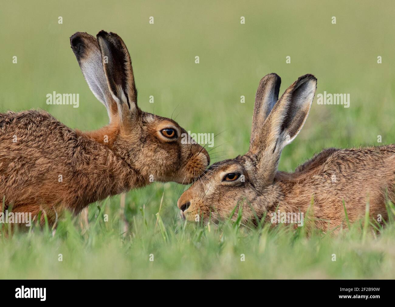 Il bacio - Mares marrone catturato baciarsi in una gara Momento - Suffolk Foto Stock
