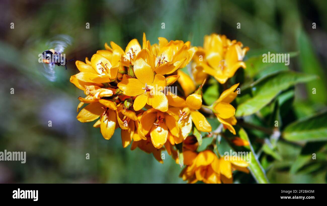 Un'ape in volo di fronte ad un fiore giallo che raccoglie polline per il miele. Insetti utili per l'ecosistema del pianeta Foto Stock