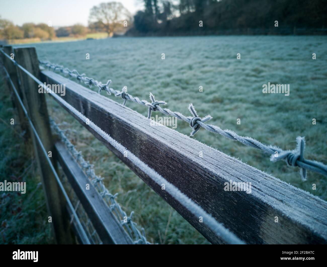 Gelo su un fence di filo di barbato al mattino Foto Stock