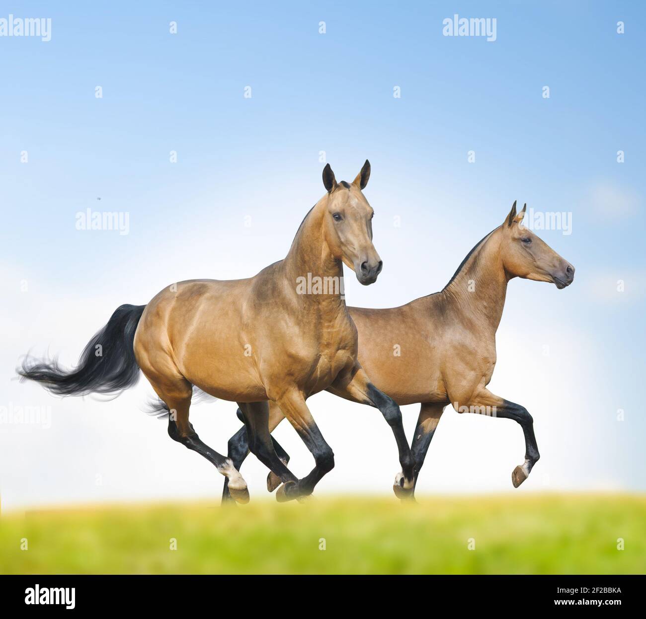 Bei cavalli akhal-teke che corrono selvaggi in estate Foto Stock