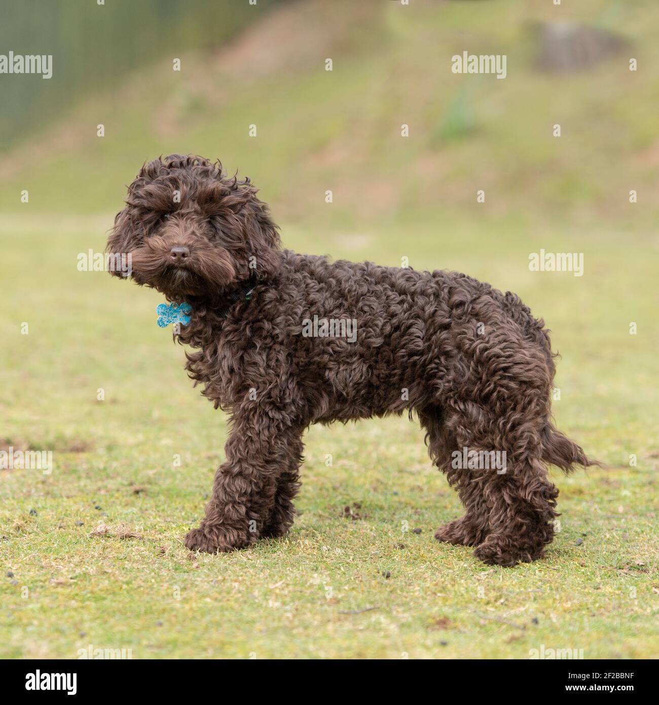 Targa in metallo vintage con Cocker Spaniel nero
