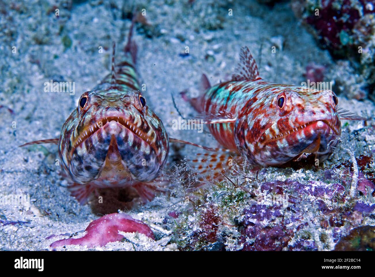 Due lizardfish (Synodontidae), Lembeh Strait, Sulawesi, Indonesia Foto Stock