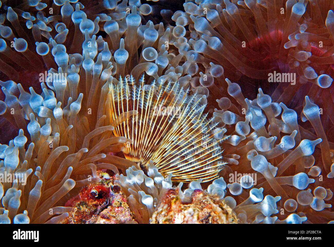 Chuyo Maru Wreck, anemone di bulbo-tentacolo, verme di piuma Foto Stock