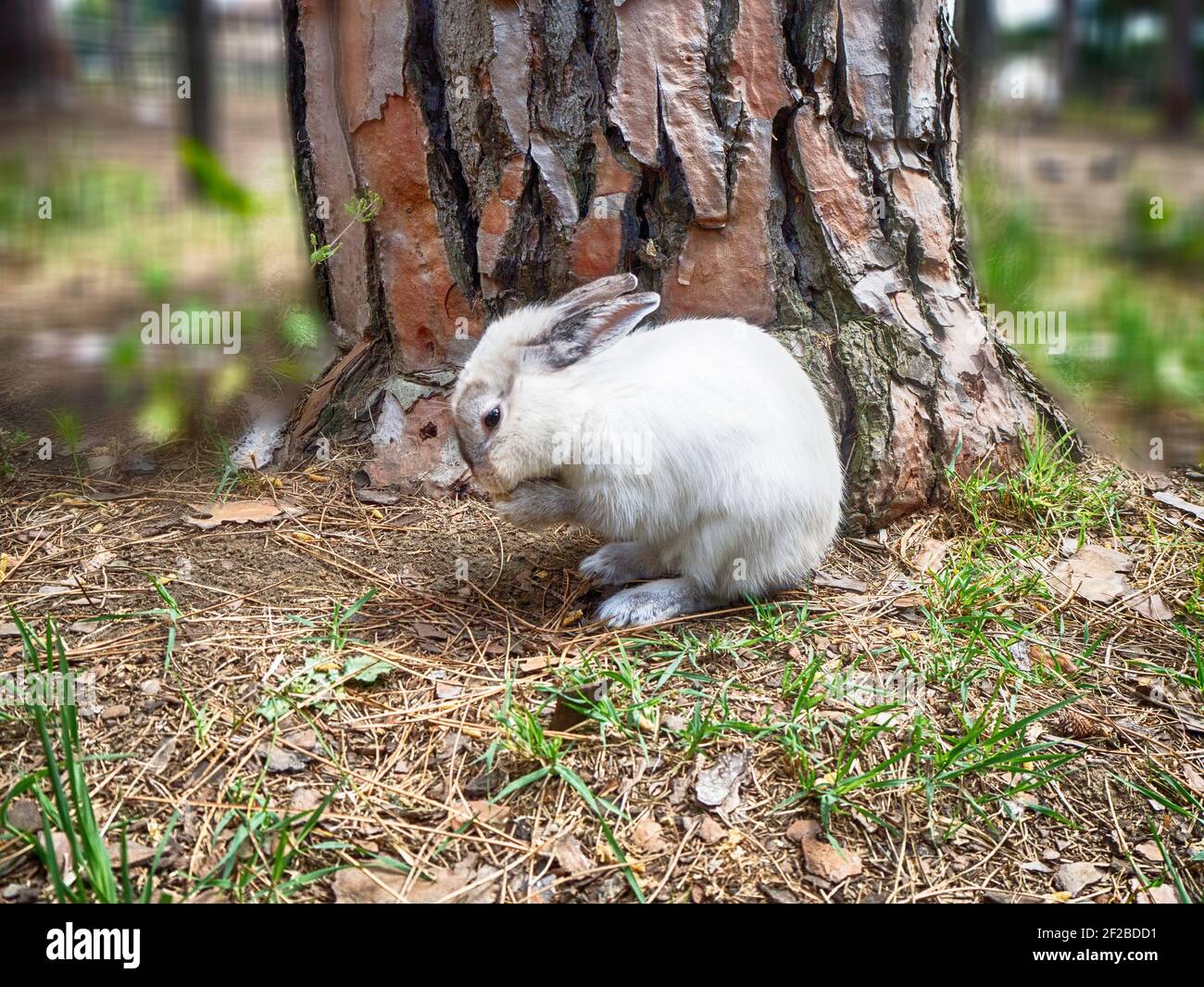 Coniglio bianco seduto su un albero, Italia Foto Stock
