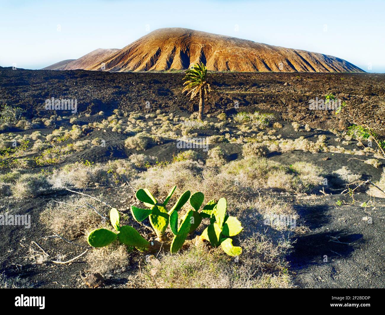 Cactus che cresce in un campo di lava, Lanzarote, Isole Canarie, Spagna Foto Stock