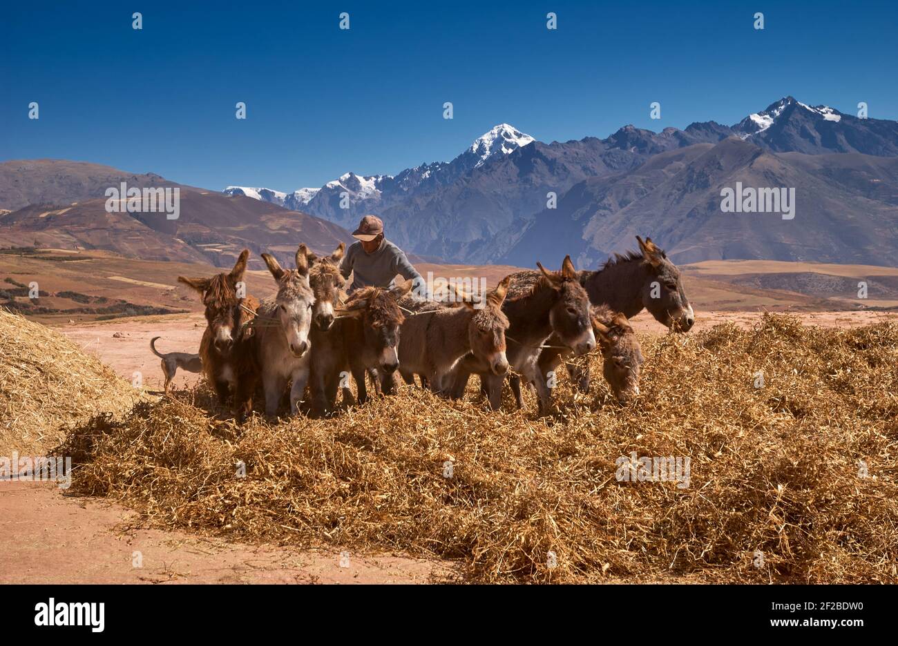 Agricoltori che utilizzano asini per la trebbiatura del mais, Ande Montagne in background, Maras, valle sacra di Incas, Urubamba, Cusco, Perù, Sud America Foto Stock