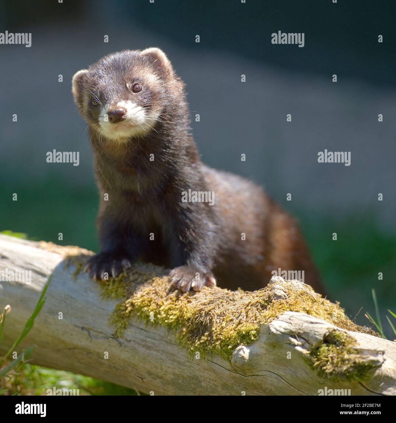 Polecat europea Foto Stock