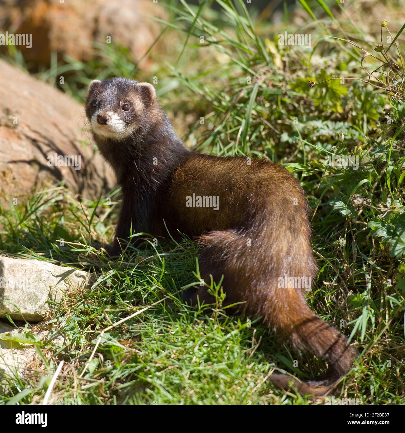 Polecat europea Foto Stock