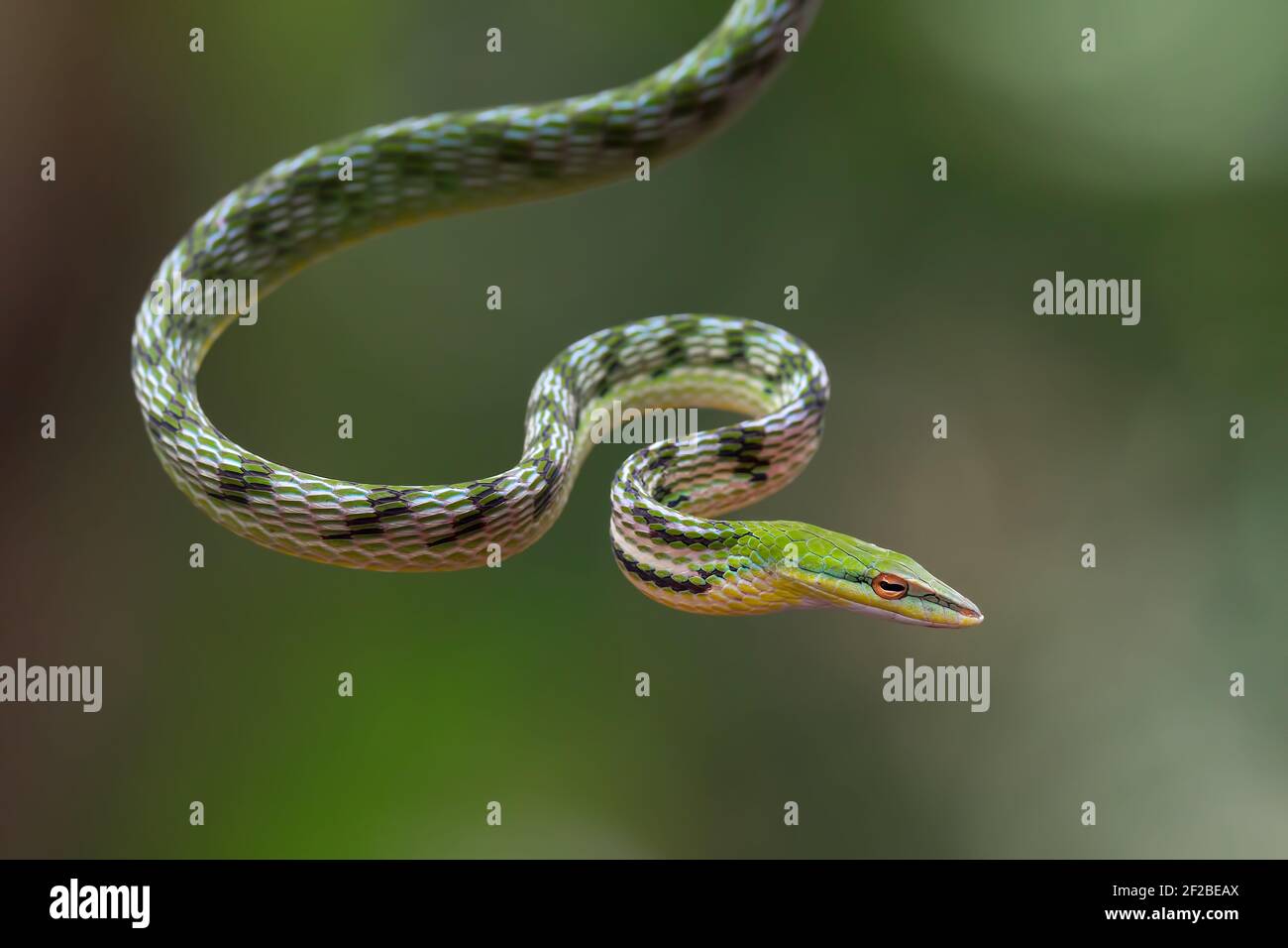 Serpente di vite asiatico su un ramo di albero, Indonesia Foto Stock
