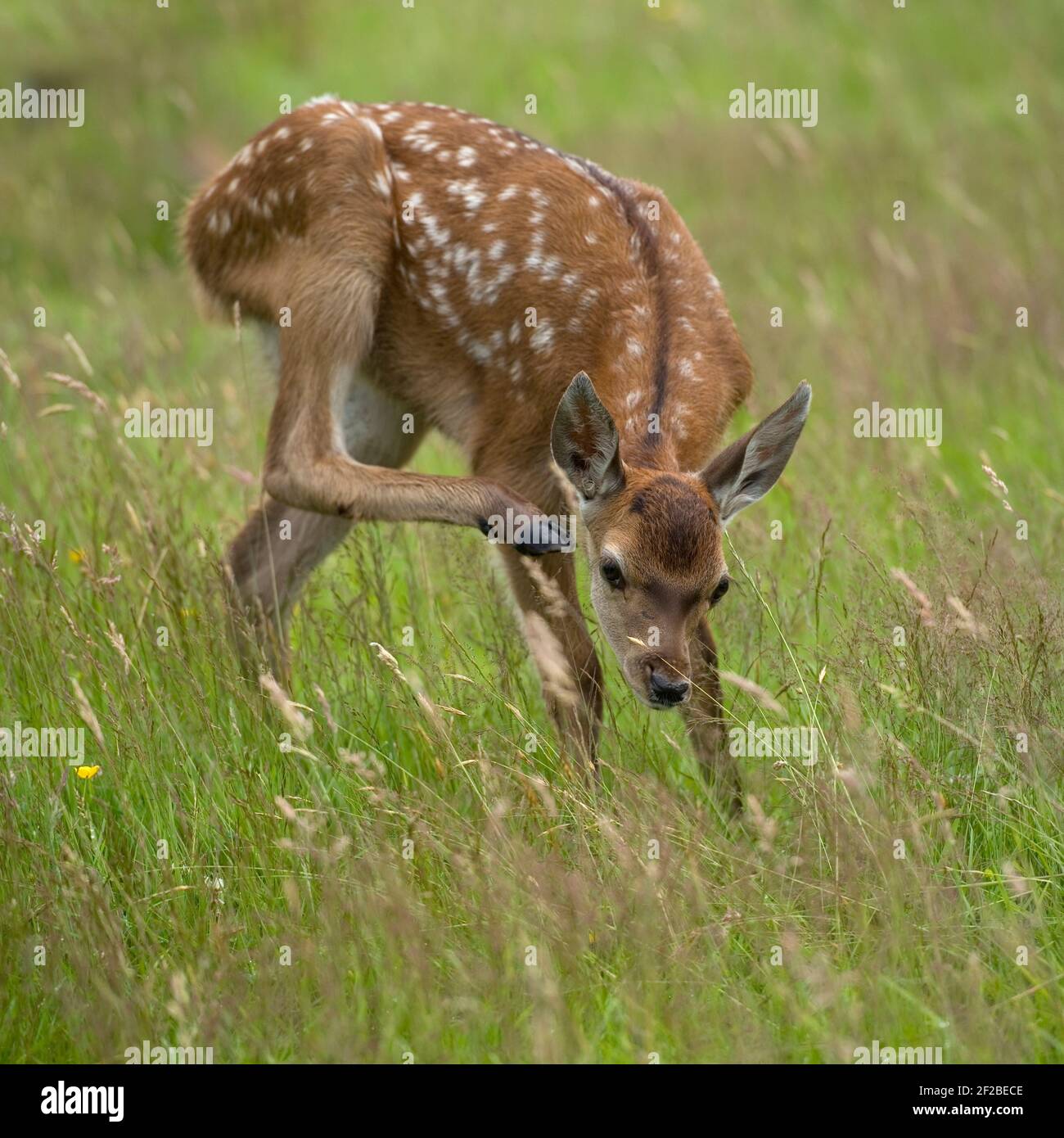 capriolo di cervo rosso, Foto Stock