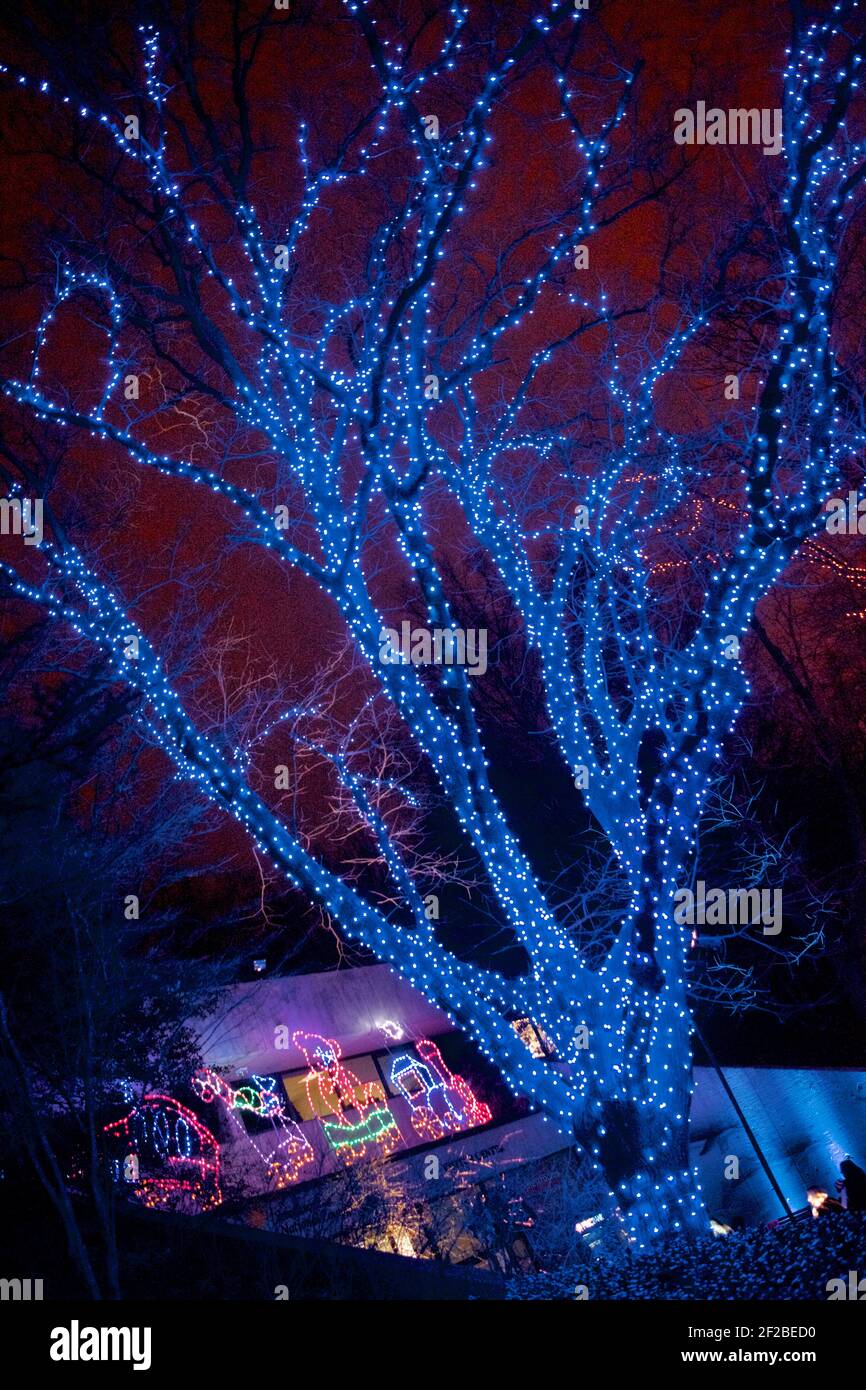 Zoo Lights notte presso lo Smithsonian National Zoological Park nel mese di dicembre di ogni anno per celebrare la stagione. Foto Stock