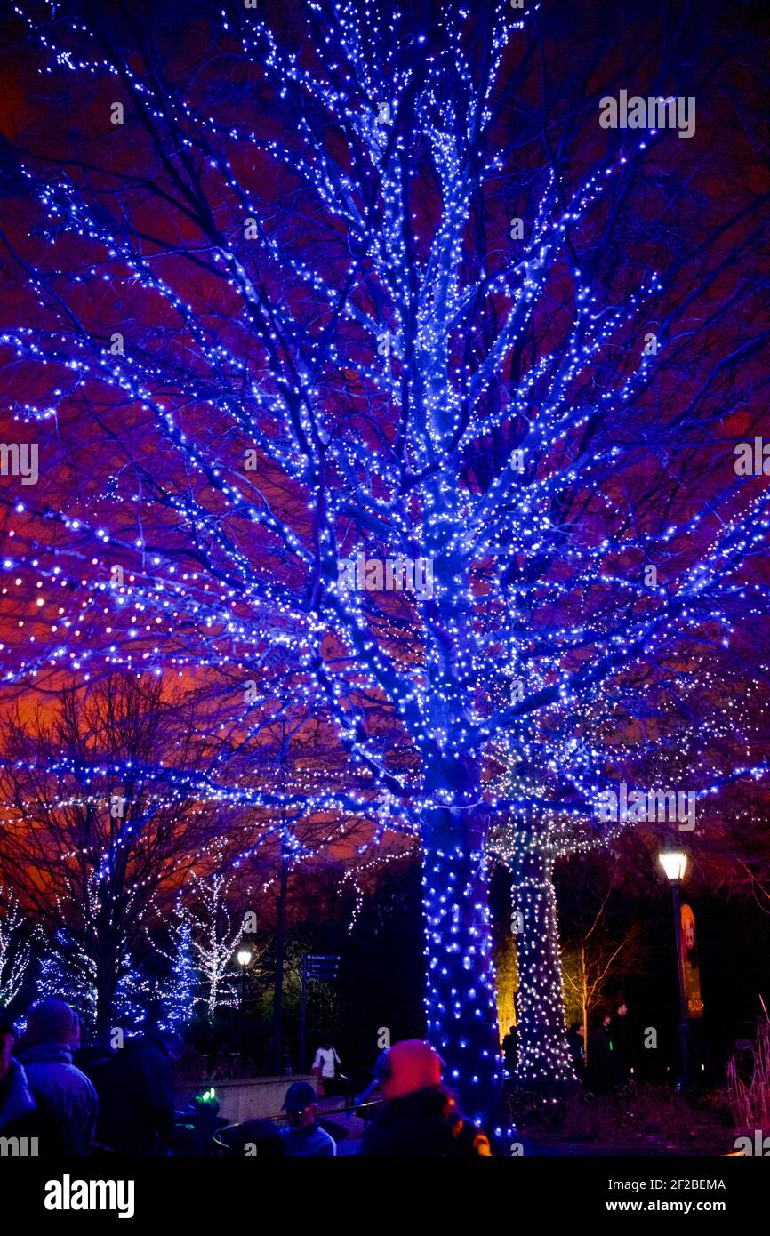 Luci blu brillanti sull'albero allo Zoo Lights Night presso lo Smithsonian National Zoological Park a dicembre di ogni anno per celebrare la stagione. Foto Stock