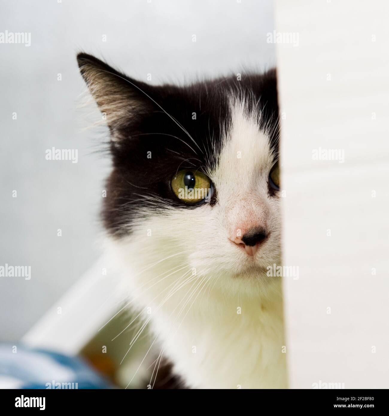 gatto bianco e nero che guarda Foto Stock