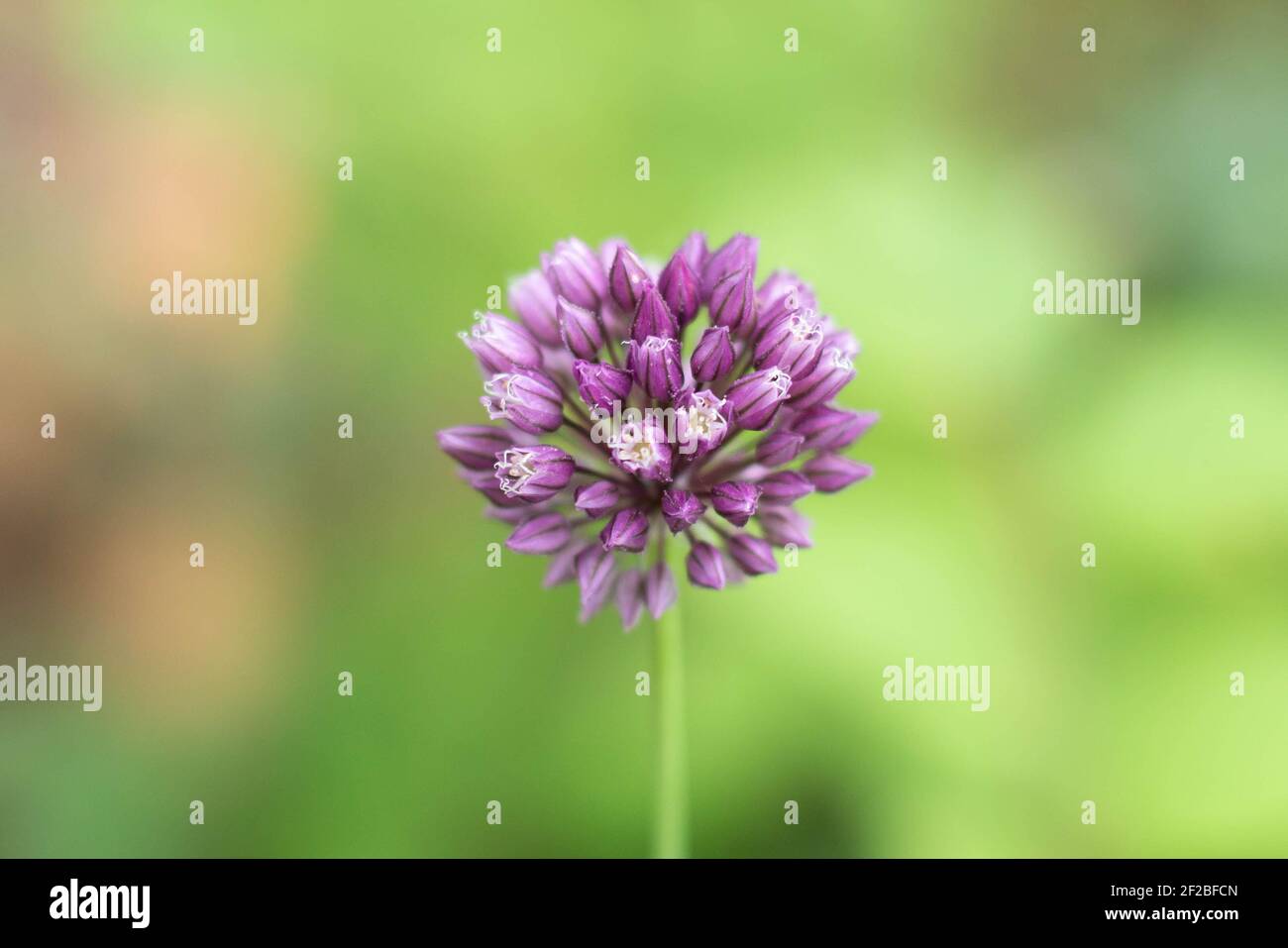 Aglio decorativo su sfondo sfocato.spazio libero per il testo Foto Stock