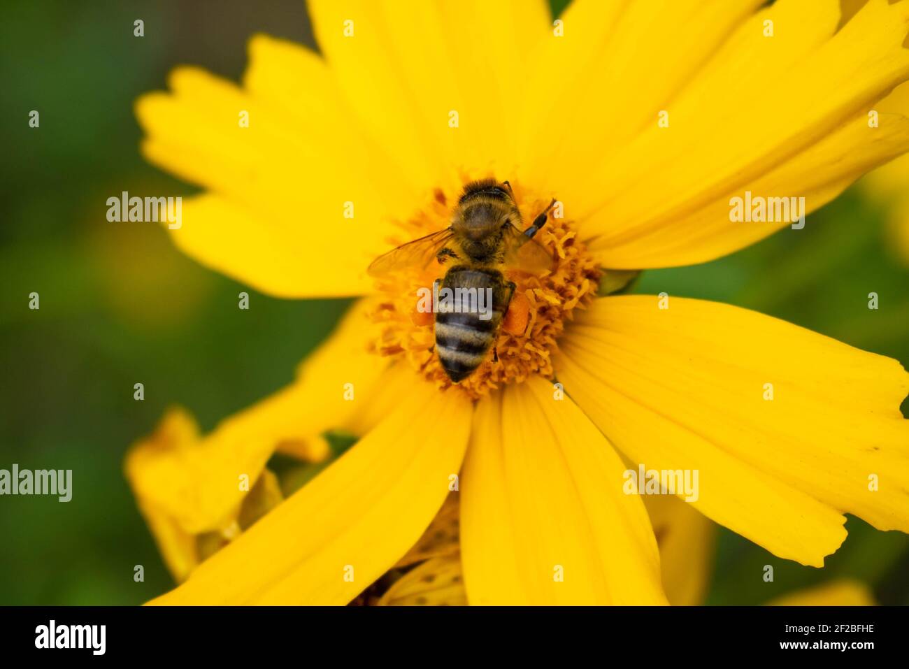 l'ape raccoglie il nettare al centro del fiore giallo grande. Sfondo sfocato. Foto Stock