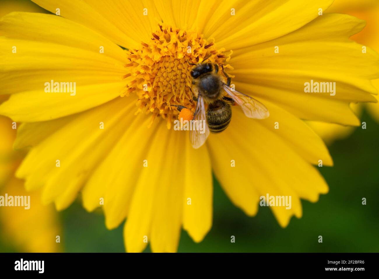 l'ape raccoglie nettare su un grande fiore giallo. L'insetto ha polline sulle gambe. Sfondo sfocato. Foto Stock