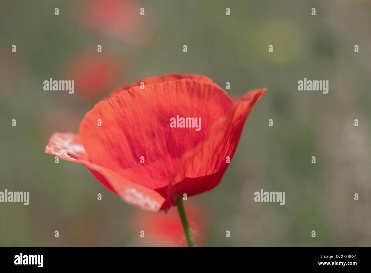 Un papavero rosso brillante su uno sfondo sfocato Foto Stock