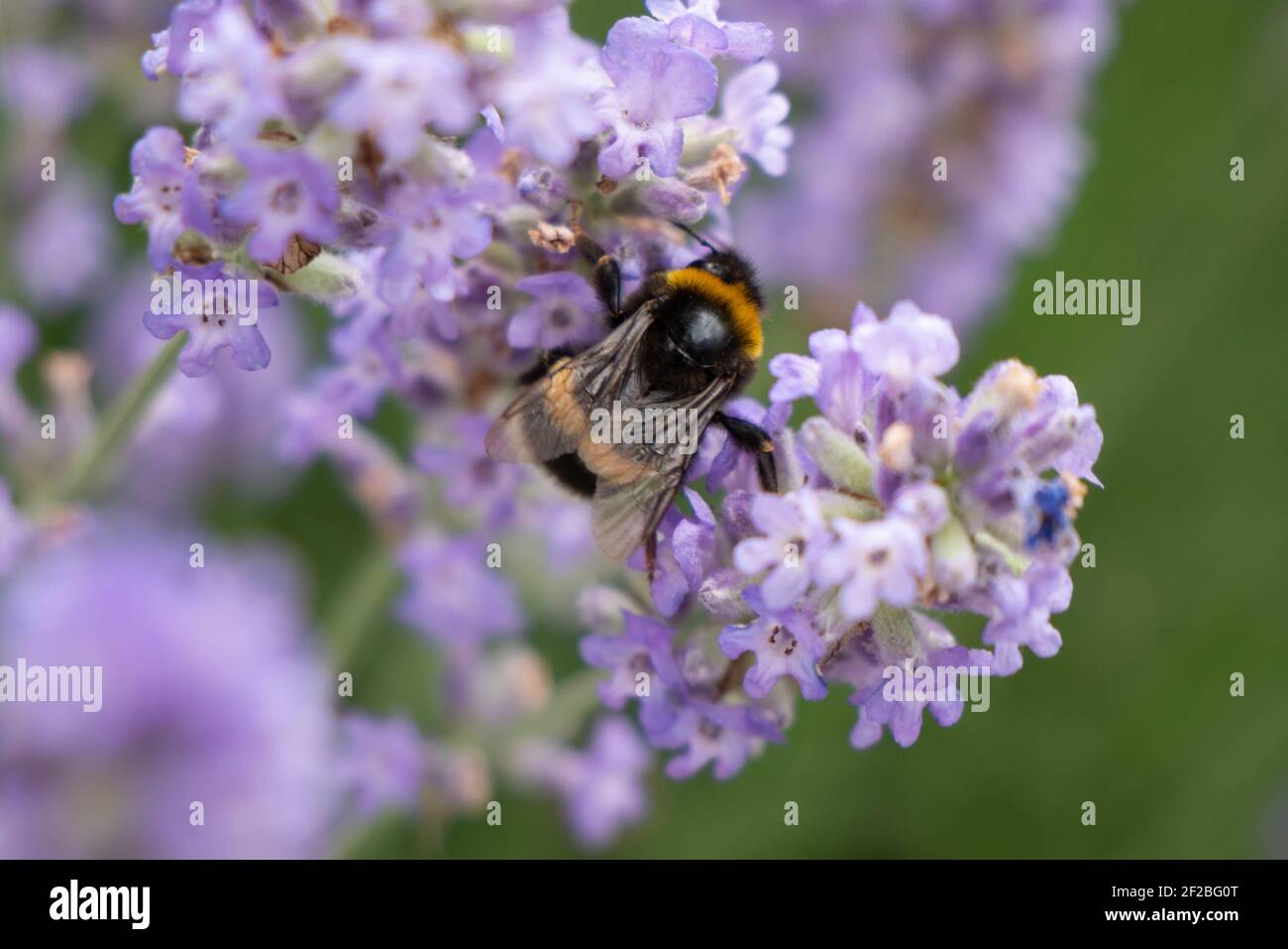 Un bumblebee grande siede sui fiori viola che raccolgono il nettare. Foto Stock