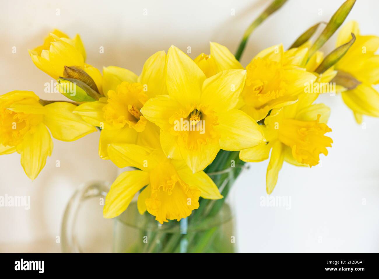 Tagliare i fiori di daffodil in vaso Foto Stock