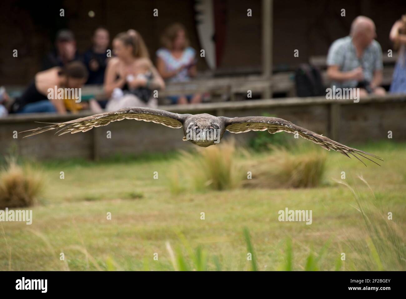 L'aquila-gufo di Verreaux (Bubbo lacteus) che vola verso la telecamera in un'esposizione di mosche presso l'Hawk Conservancy Trust a Weyhill, agosto Foto Stock