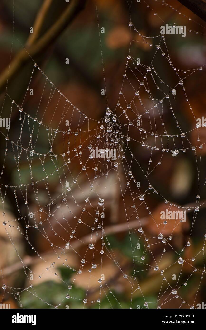 Goccioline forgiate da una nebbia di mattina presto sui filetti delicati del gossamer di un fotoricettore orb del ragnatela, Berkshire, febbraio Foto Stock