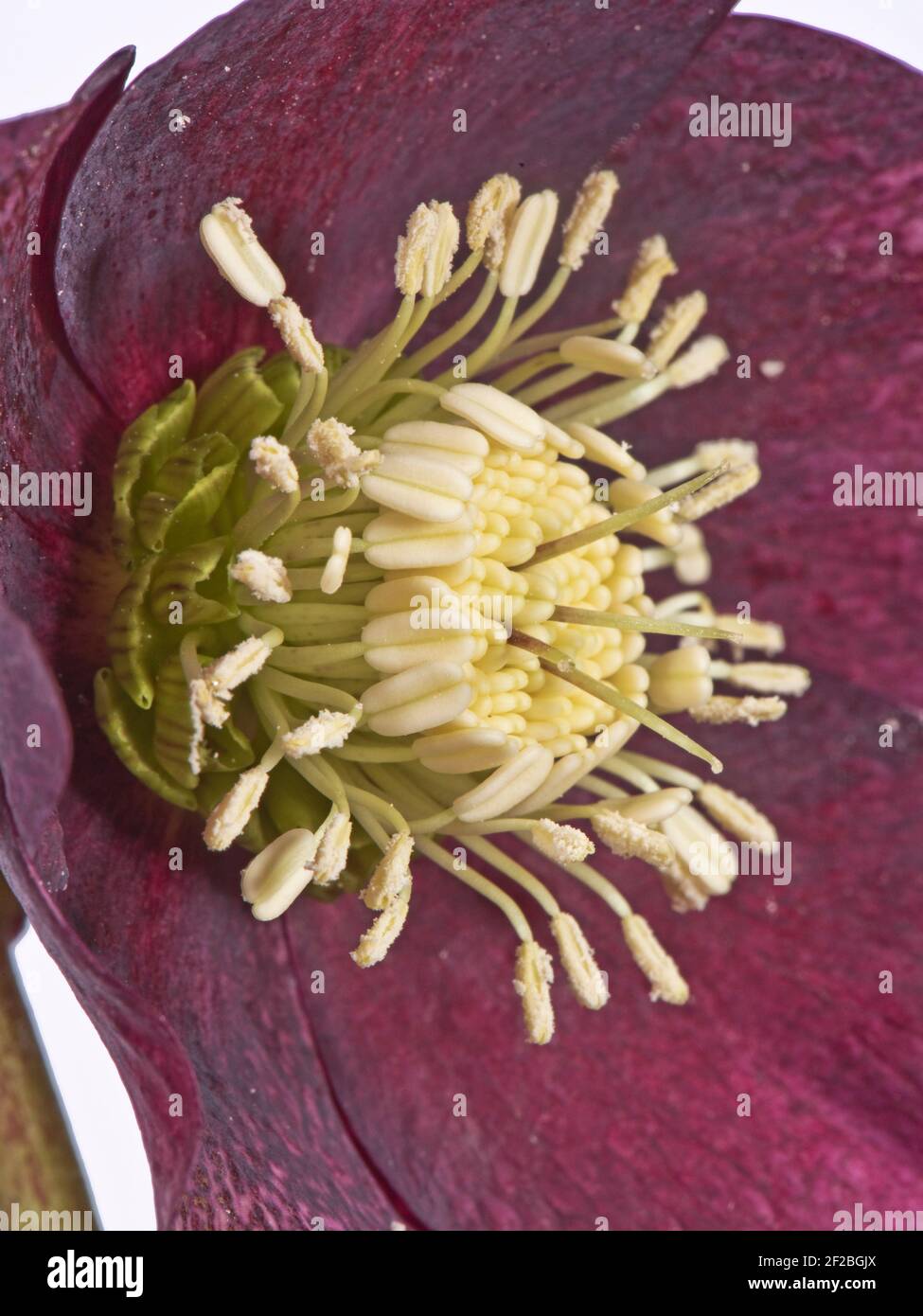 Rosa quaresimale (Helleborus x hybridus) fiore rosso di un giardino ornamentale pianta erbacea perenne mostrando Tipica struttura di Ranunculaceae fiorente Foto Stock