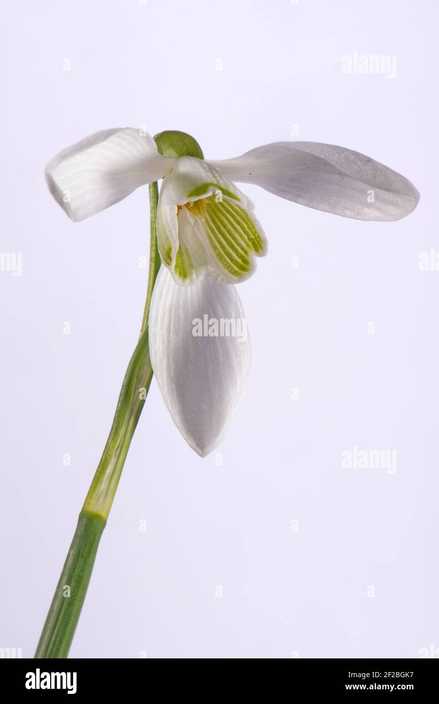 Fiore singolo a goccia di neve (Galanthus vivalis) che mostra il perianto interno e bianco esterno venato verde con sei cucchiai, su uno sfondo neutro. Foto Stock