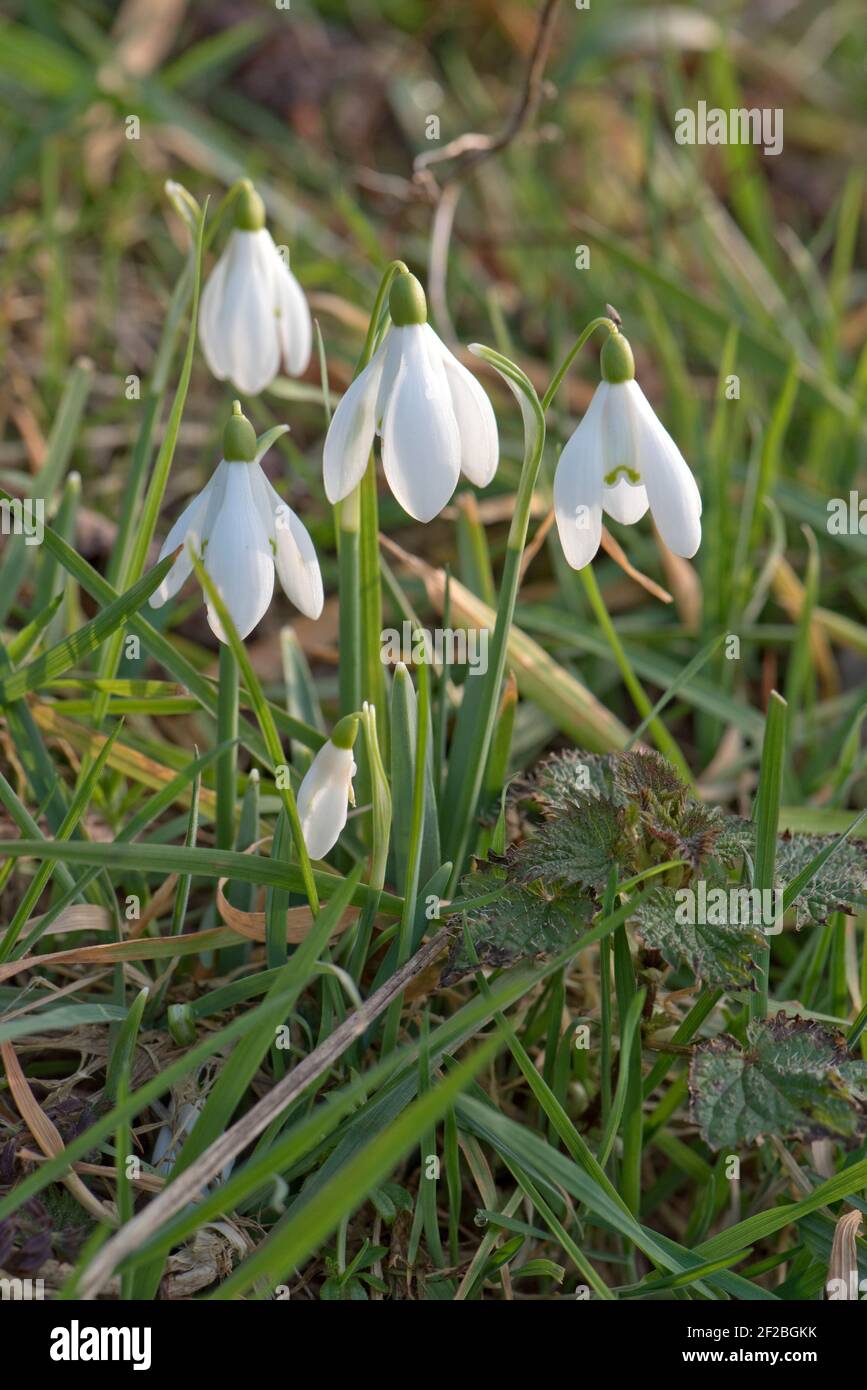 Snowdrop (Galanthus vivalis) naturilsed perenne bulboso fiorire in boschi leggeri. Berkshire, marzo Foto Stock