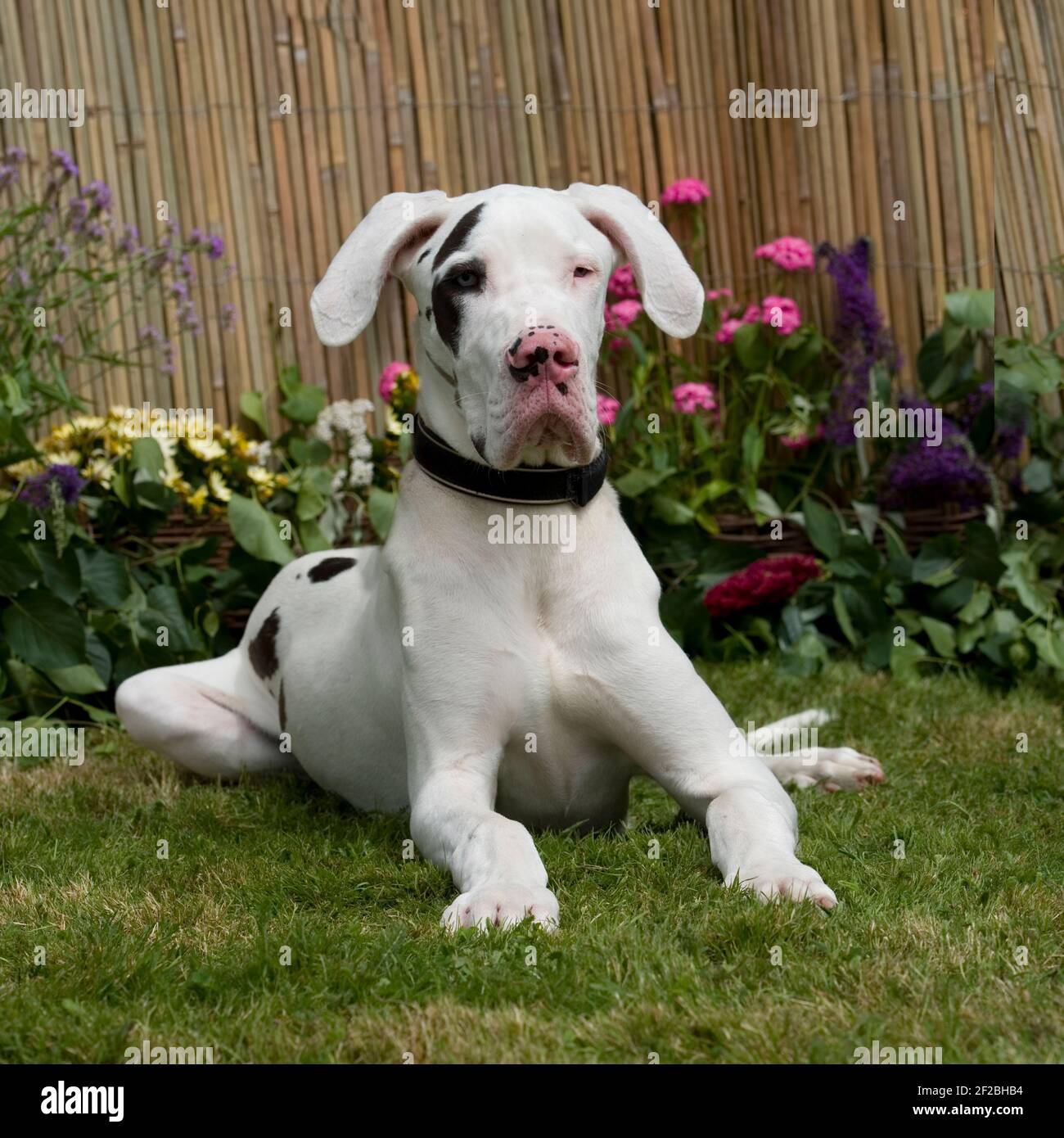 grande dano, cucciolo, harlequin Foto Stock