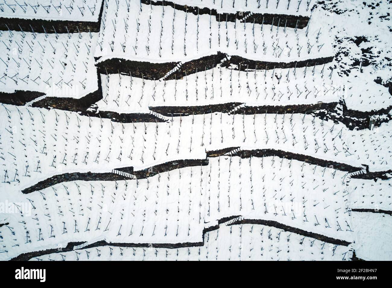 Valtellina (IT) - Vigneto a passo con neve fresca Foto Stock