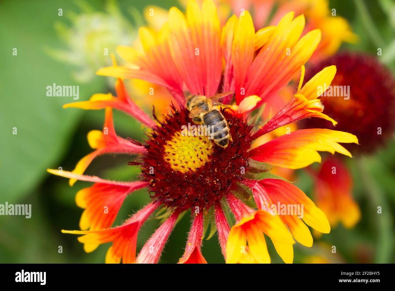 Un'ape a strisce siede su un fiore indiano della coperta che raccoglie il nettare. Pianta di miele. Bokeh. Foto Stock